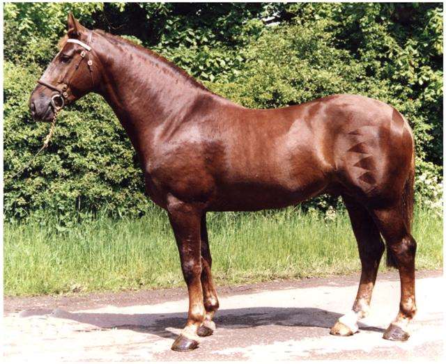 Snowford Bellman Stallion